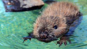 Espécies De Castor: Lista Com Tipos, Nomes E Fotos | Mundo Ecologia