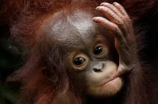 Filhote de orangotango