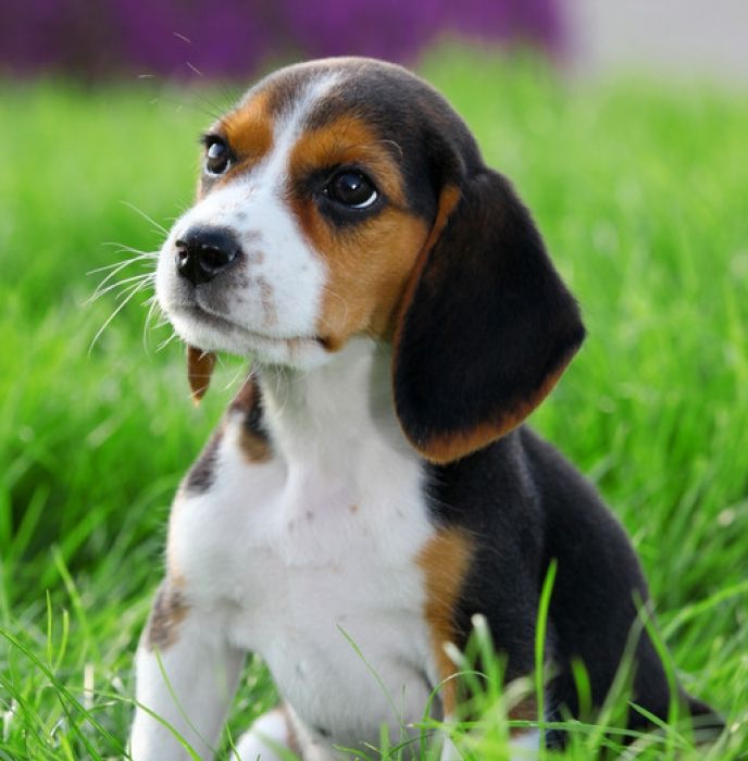 Quantas Vezes Por Dia um Filhote de Beagle Deve Comer?