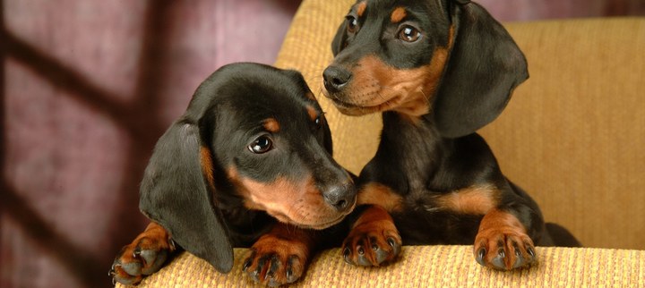 Filhotes de Cachorro Salsichinha 