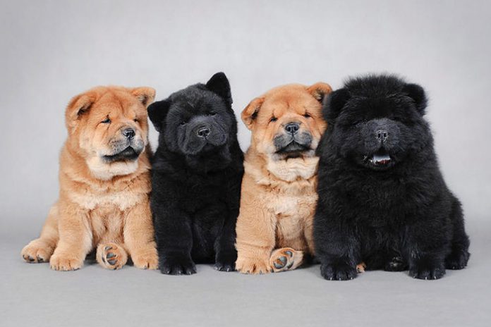 Filhotes de Chow Chow de Diferentes Cores