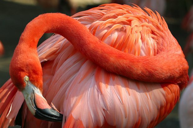 Flamingo Cossando a Pele