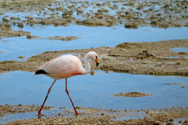 Flamingo James no Lago
