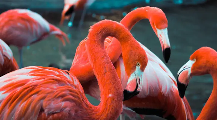Flamingo americano 