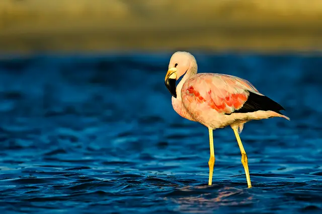 Flamingo andino
