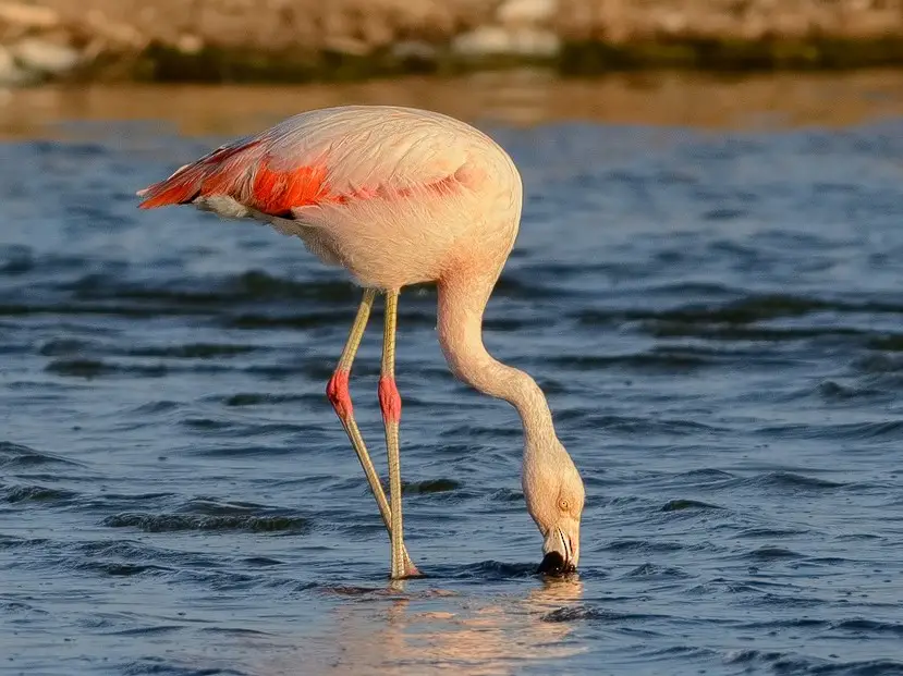 Flamingo chileno 