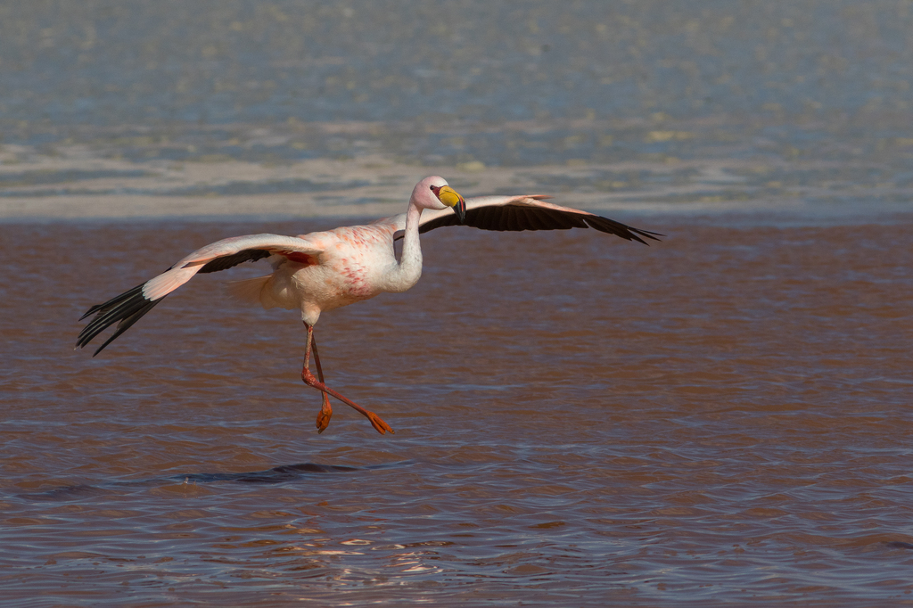 Flamingo da Puna Voando