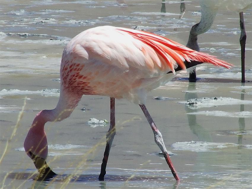 Flamingo da Puna se Alimentando
