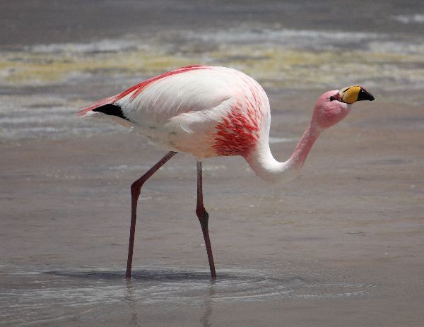 Flamingo de James no Lago 