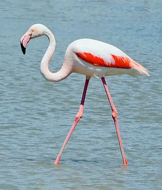 Flamingo maior 