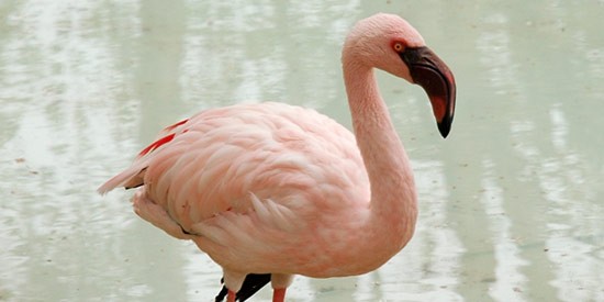 Flamingo-pequeno 