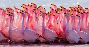 Flamingos James Rosa