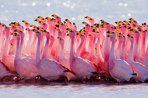 Flamingos James Rosa