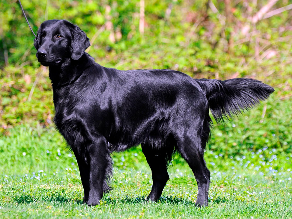 Flat-Coated Retriever