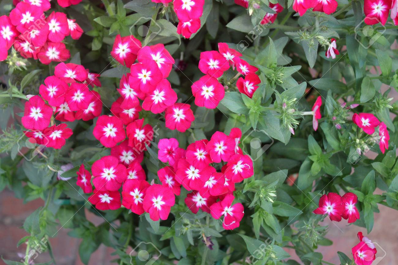 História da Flor Flox, Significado e Origem da Planta