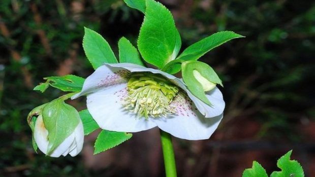 Flor Heléboro Branca