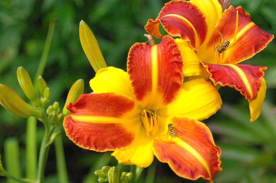 Tudo Sobre a Flor Hemerocallis: Características e Nome Científico