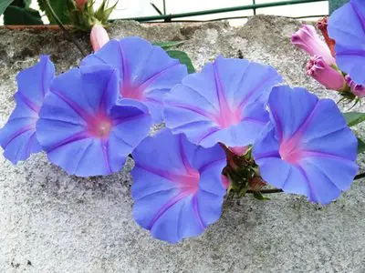 Flor Ipomeia Azul no Muro 