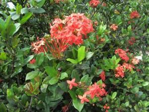 Ficha Técnica Da Flor Ixora: Raiz, Folhas E Caule | Mundo Ecologia