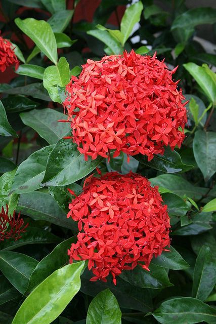 Ficha Técnica Da Flor Ixora: Raiz, Folhas E Caule | Mundo Ecologia