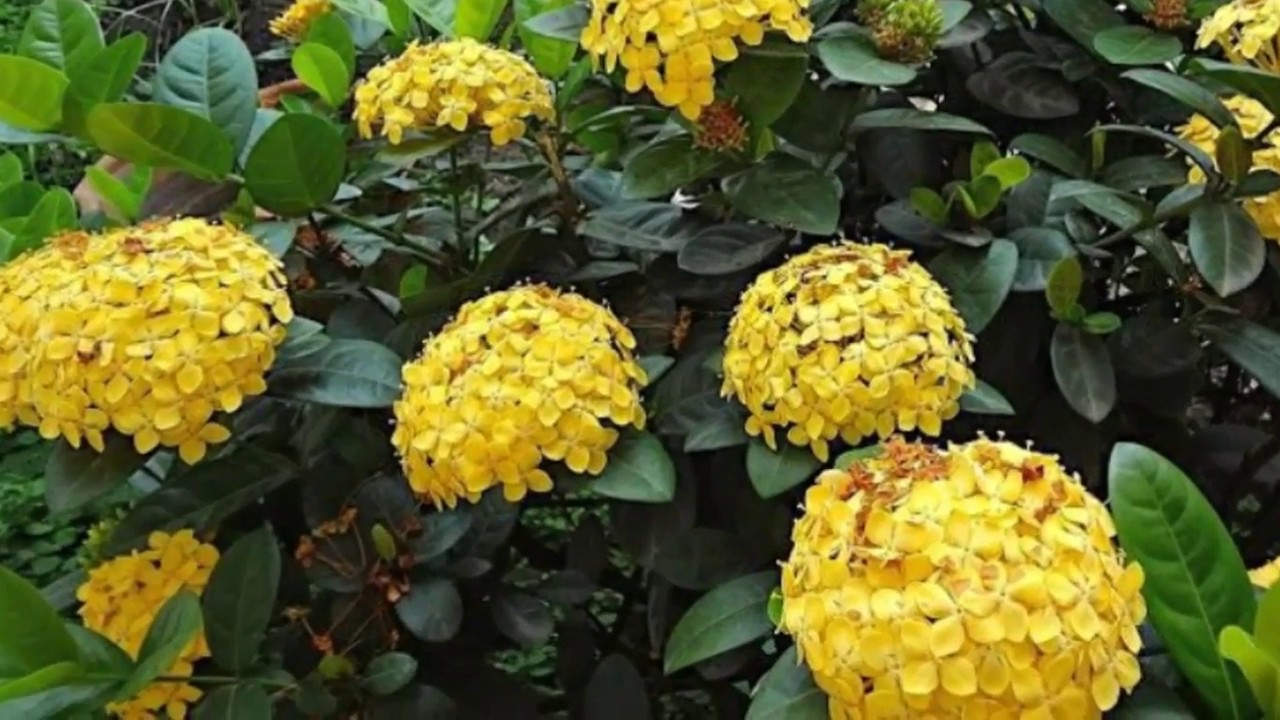 Flor Ixora Amarela 