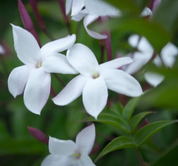 Como Cuidar da Flor Jasmim Manga, Fazer Mudas e Podar