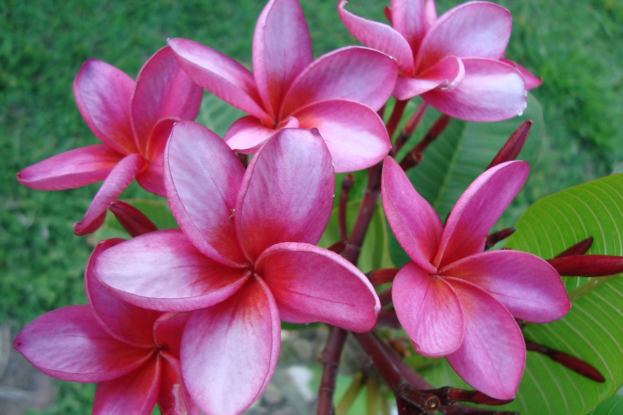 Flor Jasmim Manga Rubra-Rosa