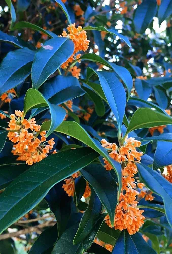 História da Flor Jasmim do Imperador, Significado e Origem | Mundo Ecologia