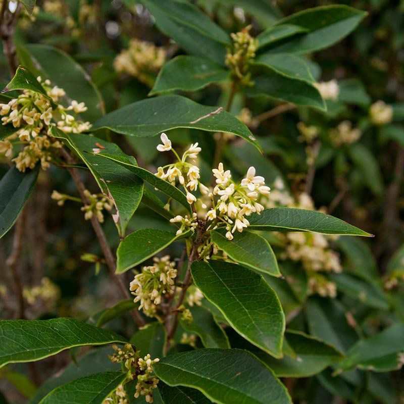 Ficha Técnica da Flor Jasmim do Imperador: Raiz, Folhas e Caule | Mundo  Ecologia