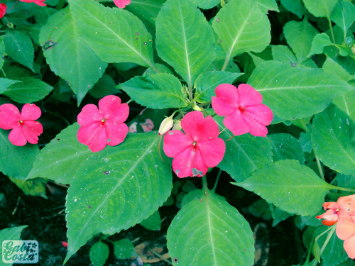 Como Cuidar da Flor Maria-Sem-Vergonha, Fazer Mudas e Podar | Mundo Ecologia