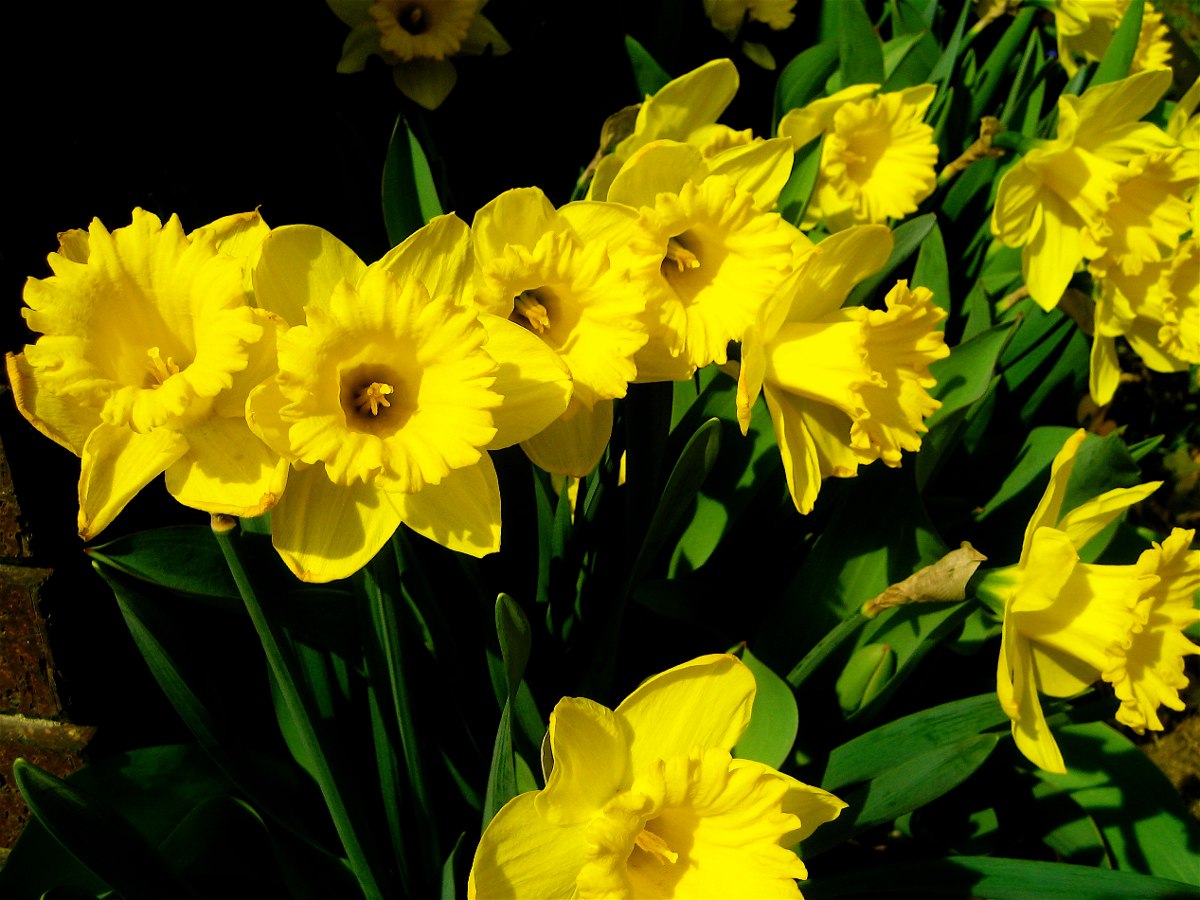 Flor Narciso Amarelo