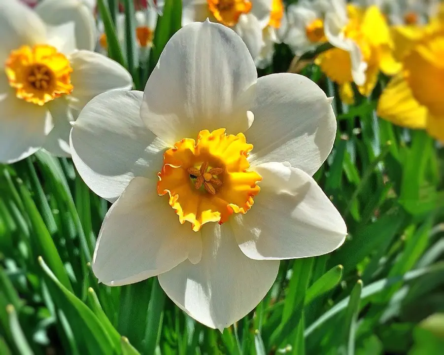 Flor Narciso Branco