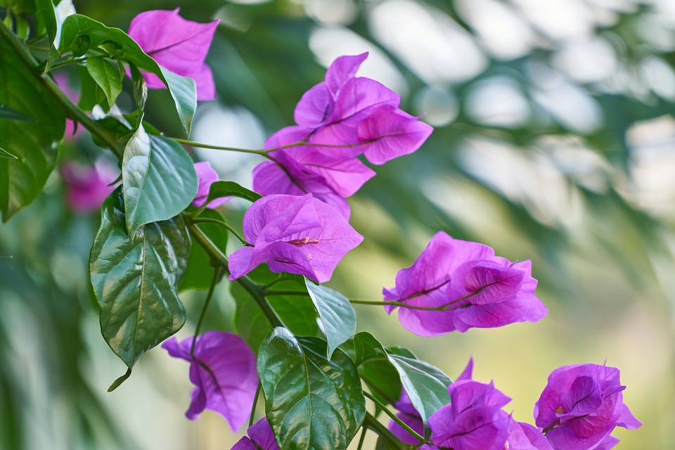 História da Flor Primavera: Significado, Origem da Planta e Fotos | Mundo  Ecologia