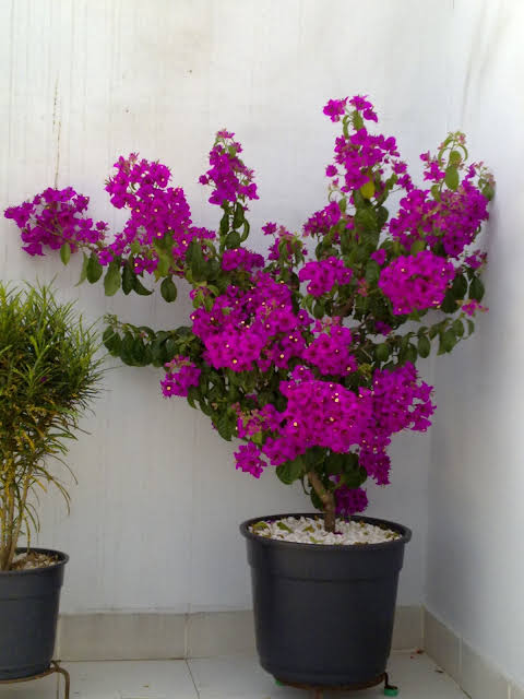 Flor Primavera no Vaso