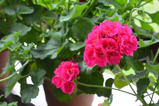 Flor de Gerânio Cor de Rosa