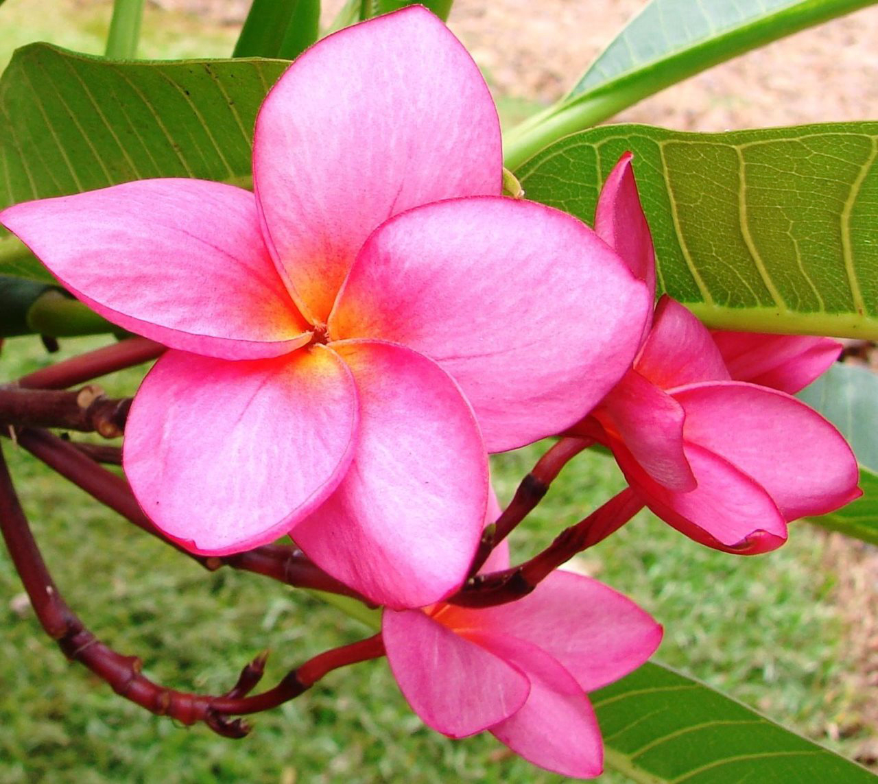 Flor de Jasmim Manga é Comestível? | Mundo Ecologia