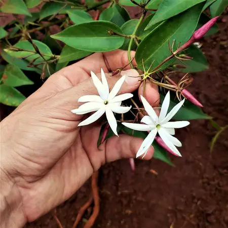 Flor de Jasmim no Jardim 