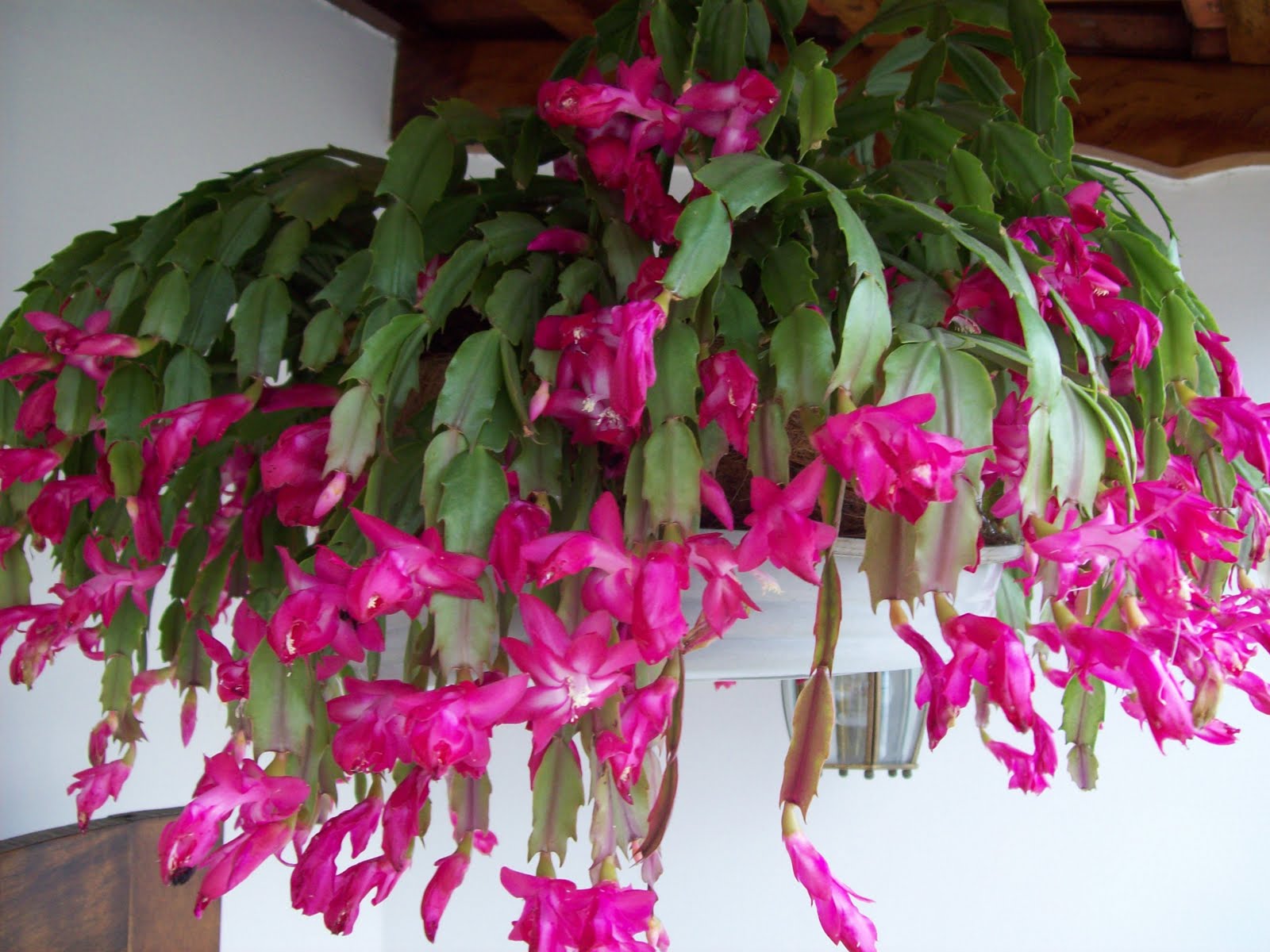 Flor de Maio (Schlumbergera truncata)