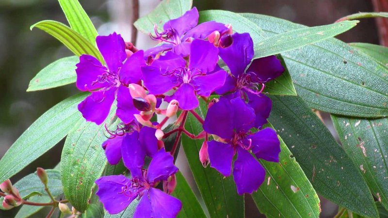 Flor de Quaresmeira