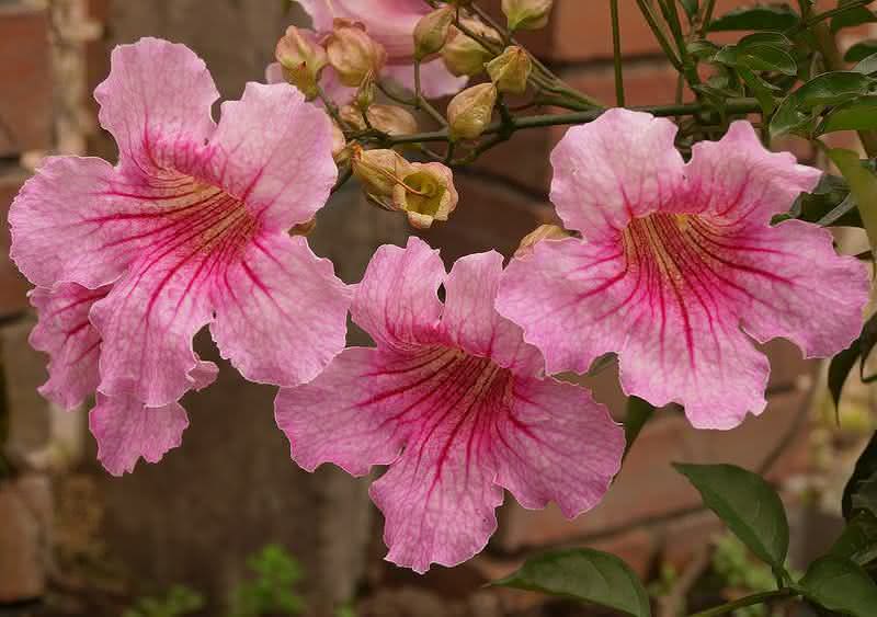 Flor e Planta Sete-Léguas