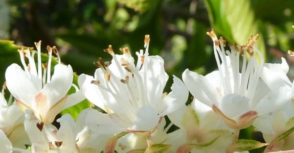 Flores Clethra Alnifolia Branca