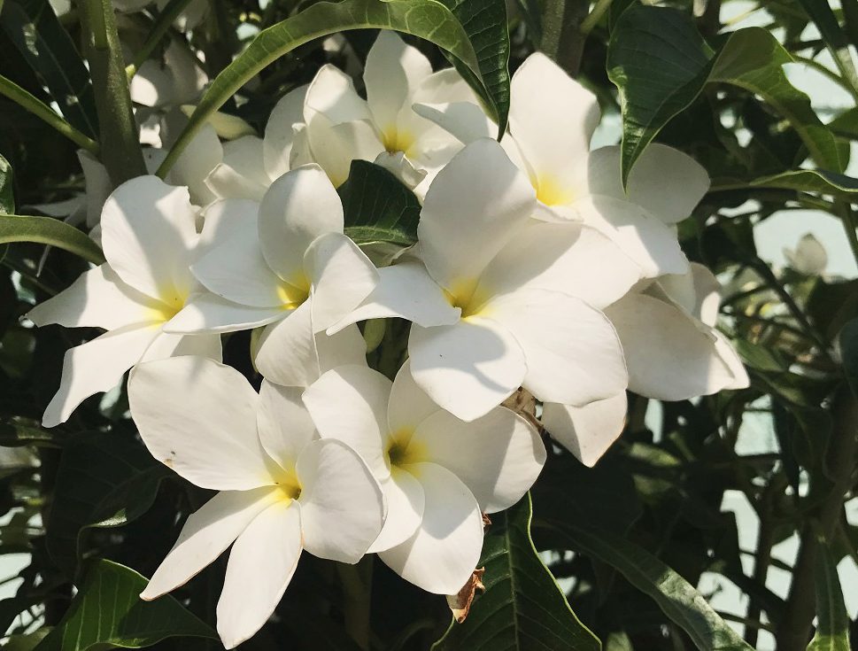 Jasmim Do Caribe é Venenosa? Como Cultivar E Fotos | Mundo Ecologia