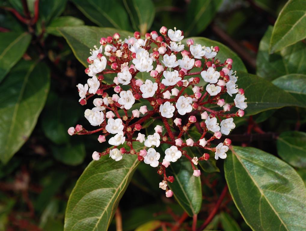 Flores do Viburno