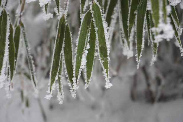 Folhas de Bambu com Neve