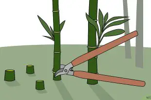 Forma de Matar o Bambu