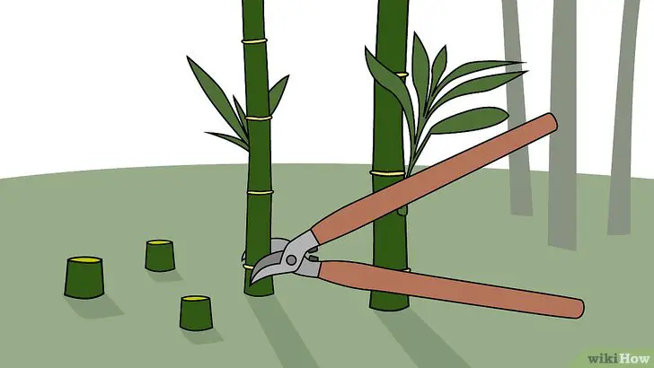 Forma de Matar o Bambu 