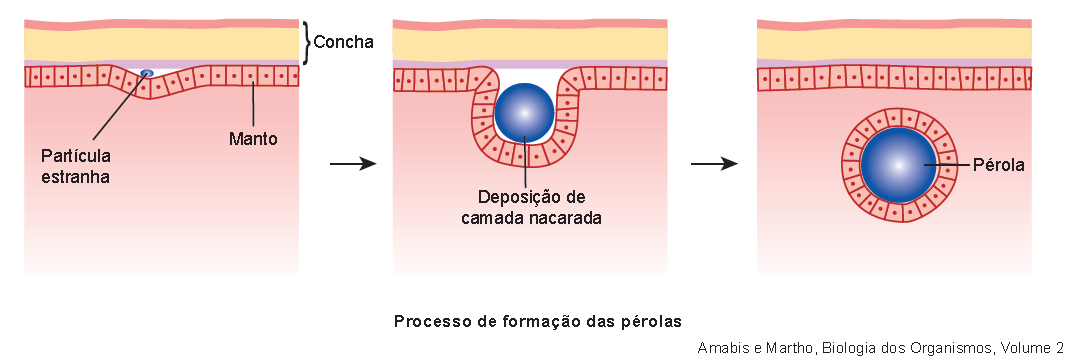 Formação das pérolas 