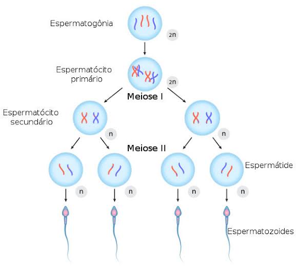Formação de Gametas 