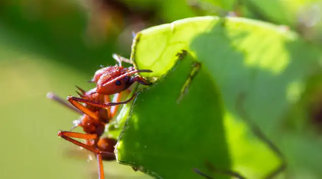 Formigas Zangões