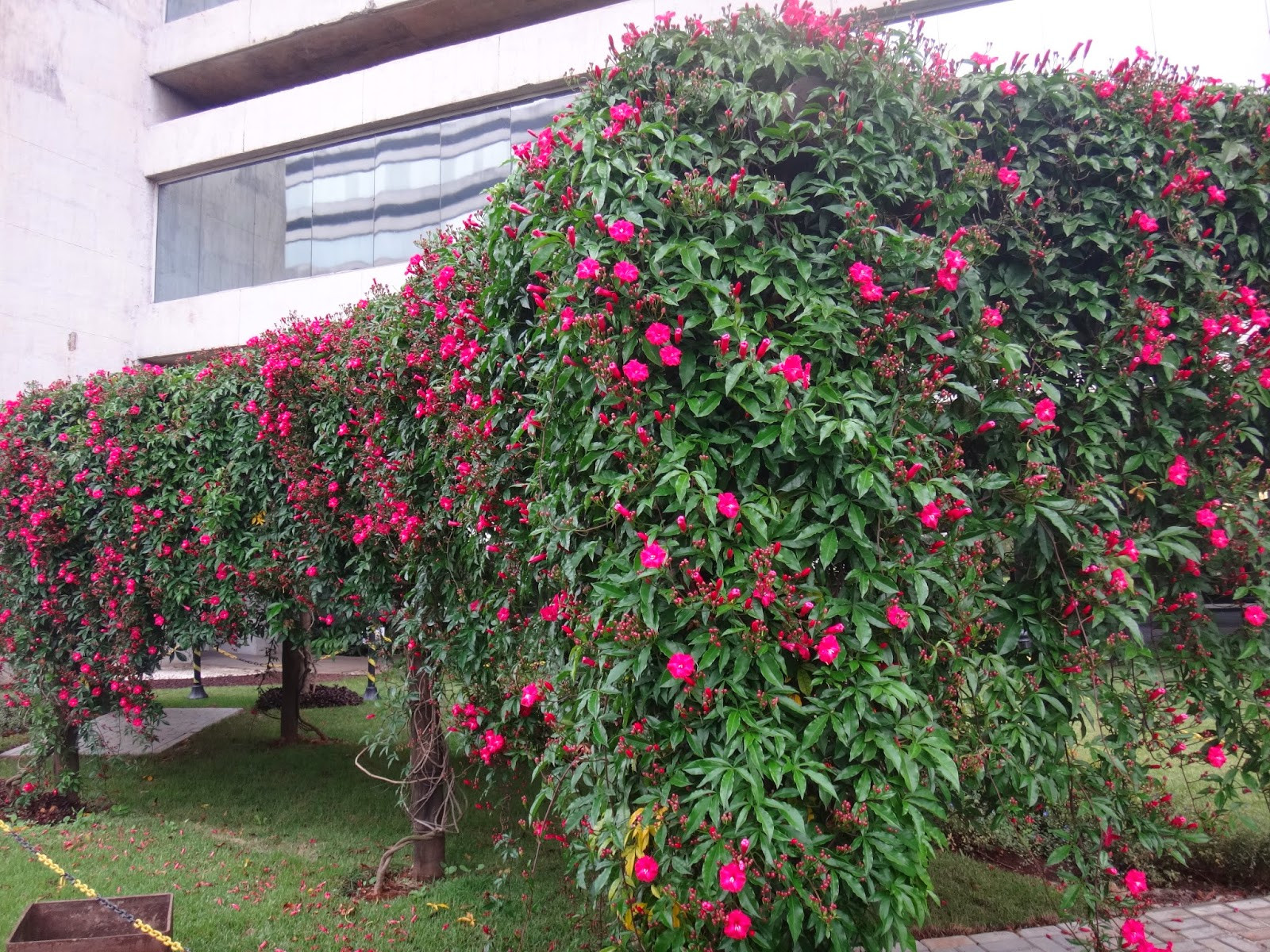 Ipoméia Roxa, Amarela, Branca e Rubra Com Fotos